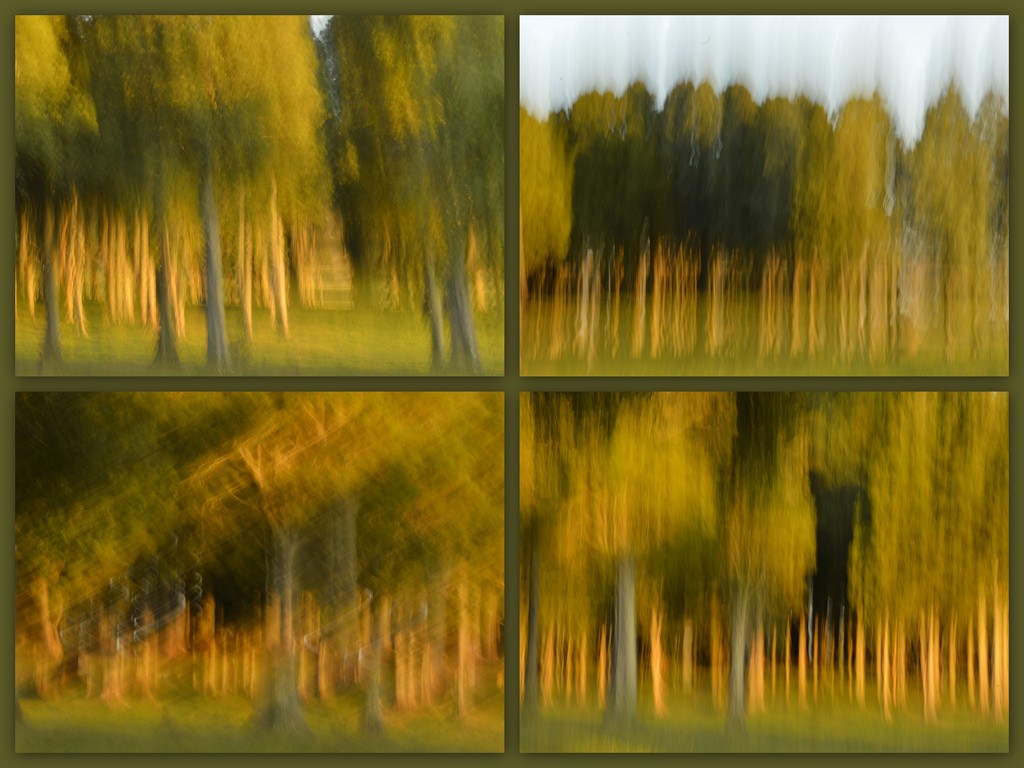 Trees at Sunset with ICM by nickspicsnz