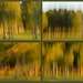 Trees at Sunset with ICM by nickspicsnz
