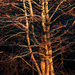 Tree Abstract by davidrobinson