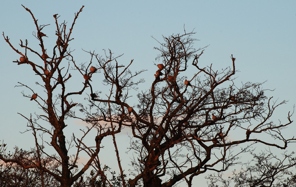 Pigeons in tree by davidrobinson