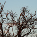 Pigeons in tree by davidrobinson