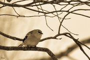 11th Feb 2016 - Birdie in my tree