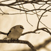 Birdie in my tree by novab