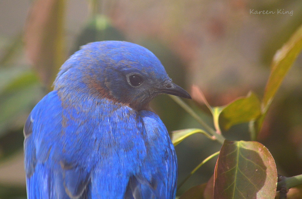 Mr. Bluebird on My Shoulder by kareenking