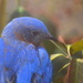 Mr. Bluebird on My Shoulder by kareenking