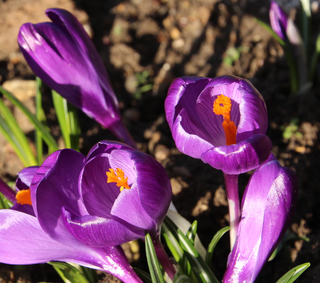 crocuses by busylady