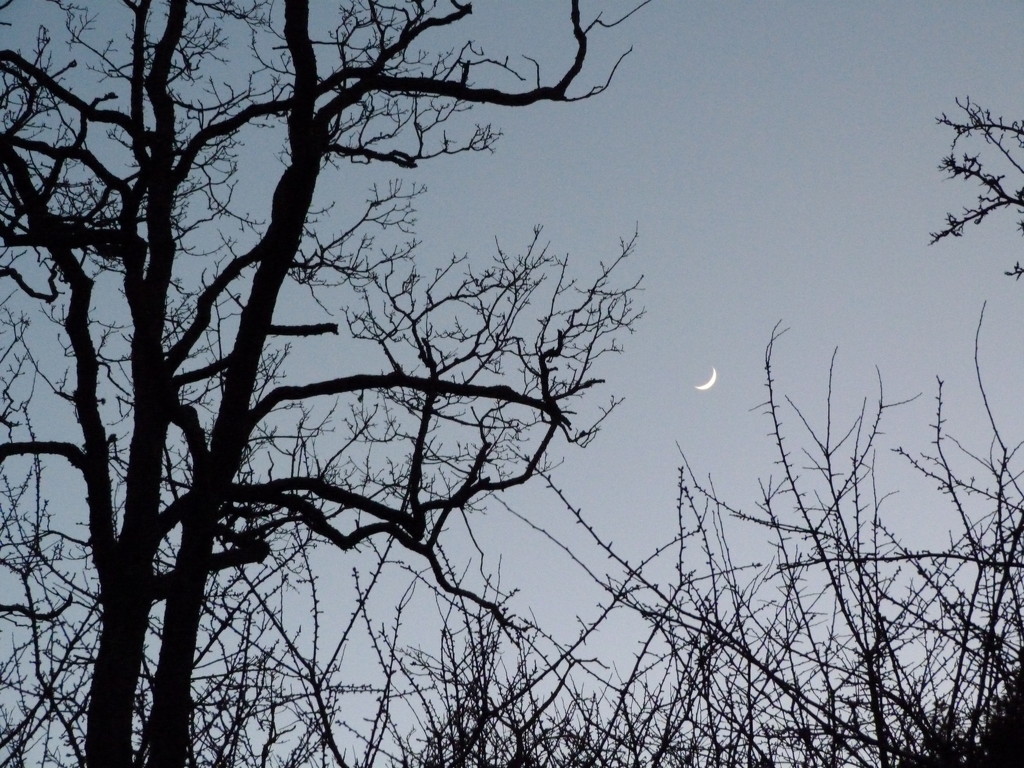 New Moon. by shirleybankfarm