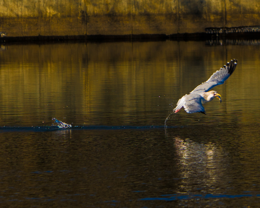 Herring Gull (Adult) Catching Fish by rminer