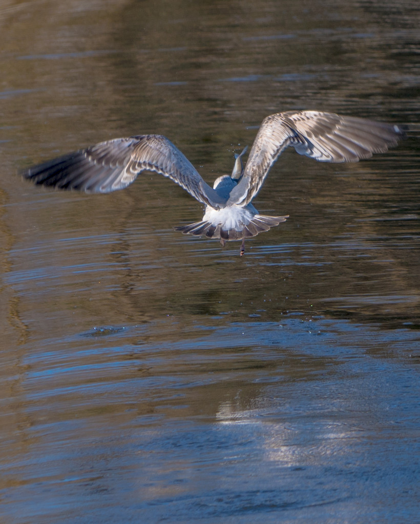 Herring Gull (Adult) with Fish flying over river by rminer