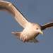 Herring Gull (Adult) Face by rminer