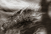 11th Feb 2016 - Feathery texture