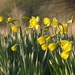 host of dancing daffodils  by helenhall