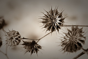 11th Feb 2016 - winter weeds sepia