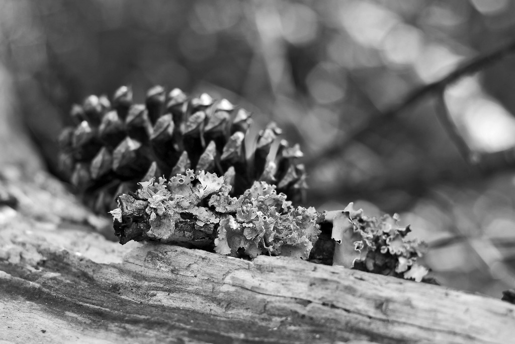 Pinecone and Lichen and the Nifty Fifty by milaniet