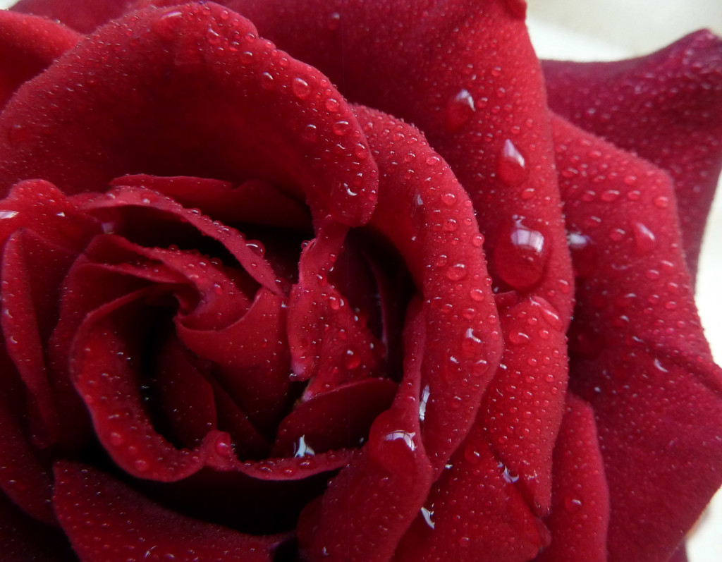 Valentine Rose. by wendyfrost