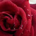 Valentine Rose. by wendyfrost