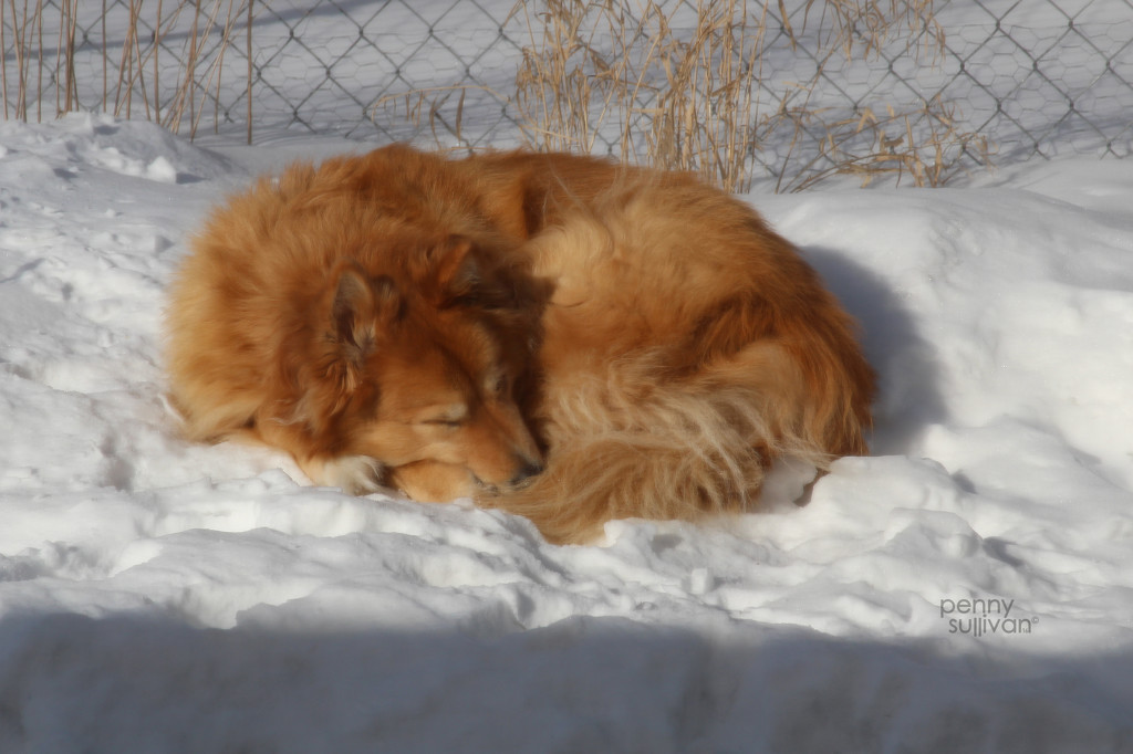 0210_9615 Let sleeping dogs lie. by pennyrae