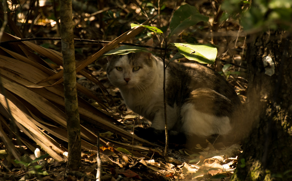 Cat in the Bushes! by rickster549