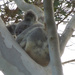 wind break by koalagardens