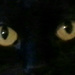 Cat Eyes by harbie