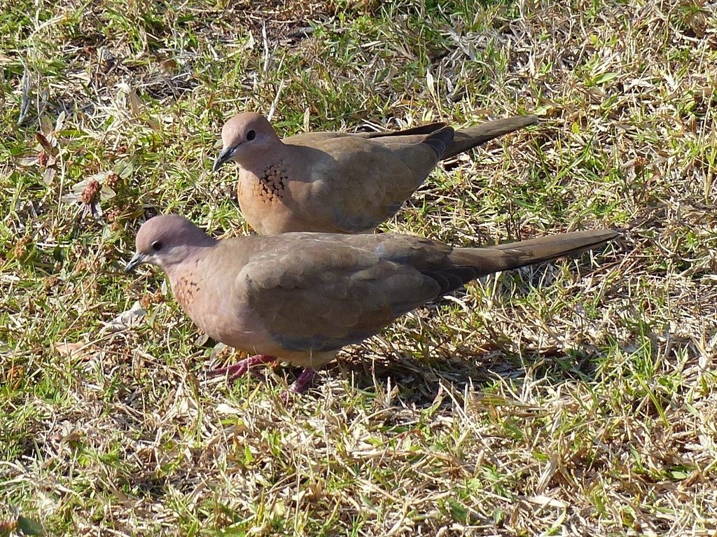  Laughing Doves  by susiemc