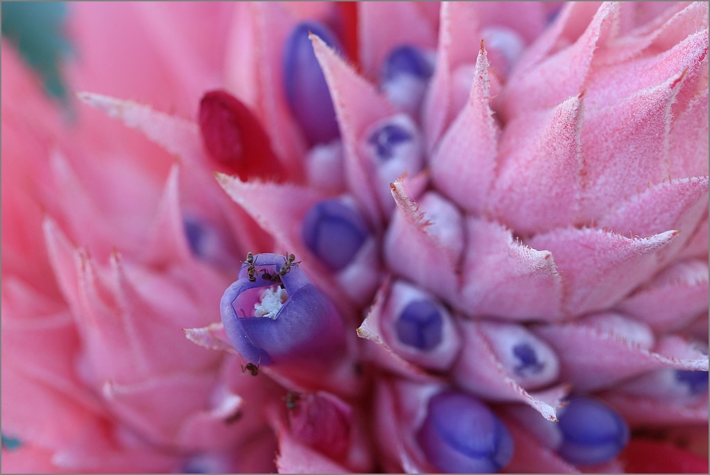 Bromeliad by seacreature