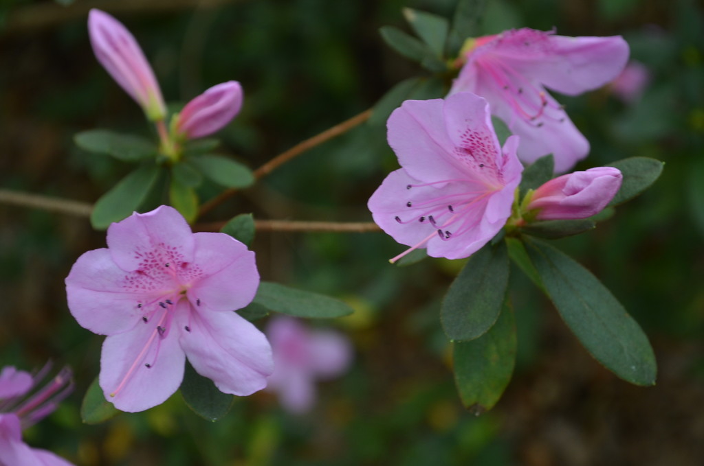 Azaleas -- how nice to see these beautiful blooms in February. by congaree