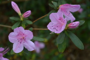 12th Feb 2016 - Azaleas -- how nice to see these beautiful blooms in February.