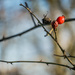 Winter Berry by newbank
