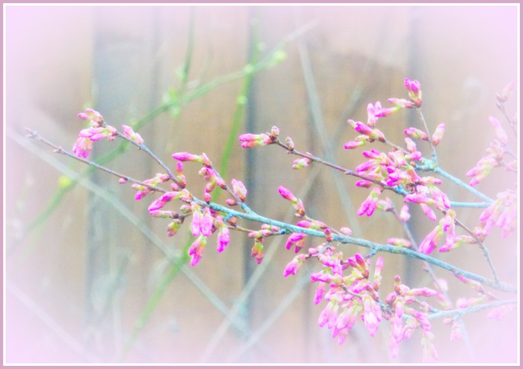 Cherry tree in bud by beryl