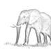 Elephant Sketch by salza