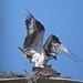 Osprey (Actually 2) on their "dish". by rob257