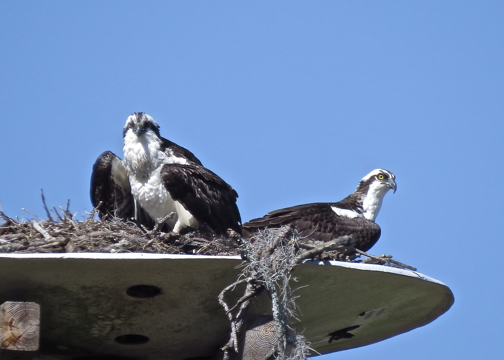 Pair of Osprey by rob257