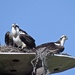Pair of Osprey by rob257