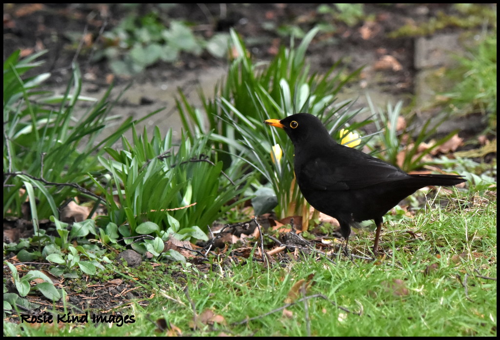 Friendly blackbird by rosiekind