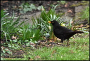12th Feb 2016 - Friendly blackbird