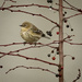 Bird and Berries by jgpittenger