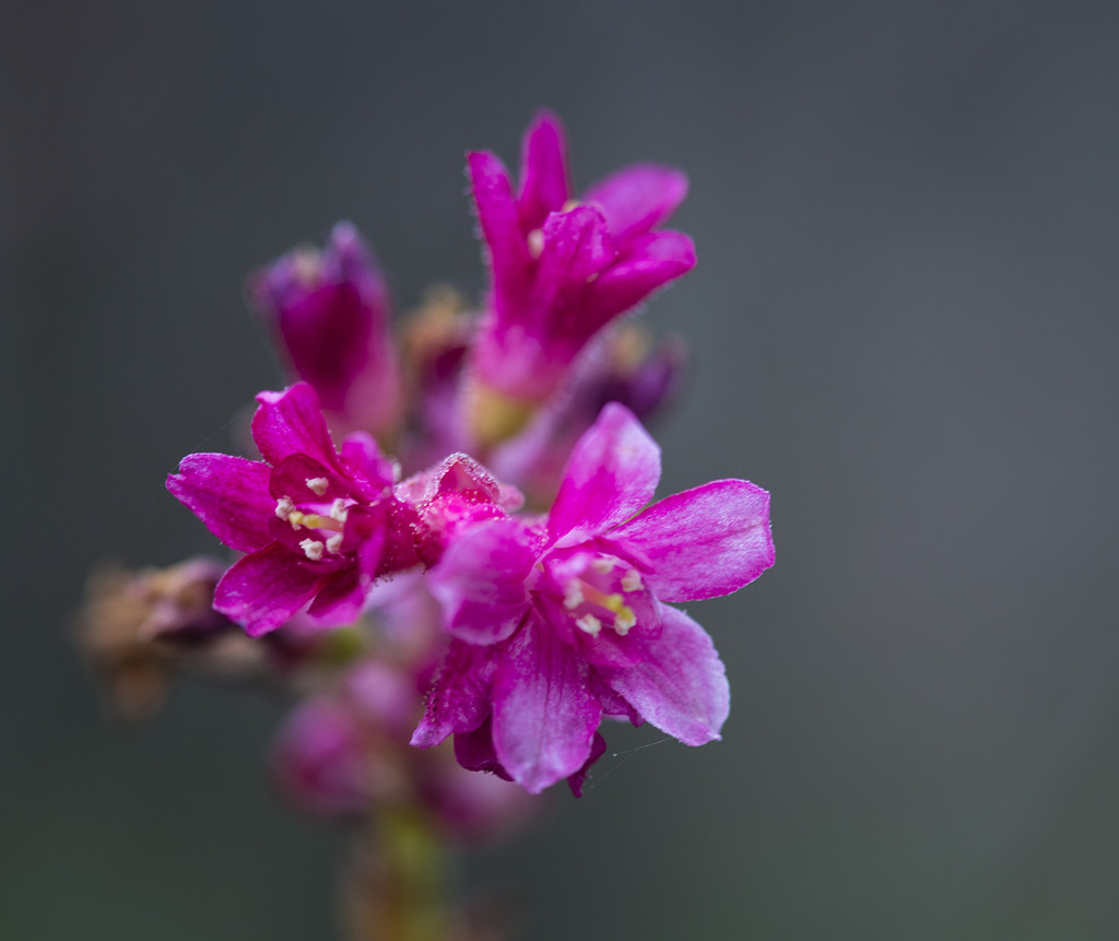 Flowering Currant by jgpittenger