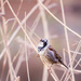 little sparrow #230 by ricaa