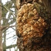 knarled tree trunk by helenhall