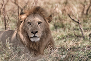 12th Feb 2016 - Serengeti Lion