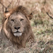 Serengeti Lion by leonbuys83