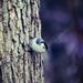 Little Nuthatch by mzzhope