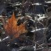 Backlit Leaf  by gardencat