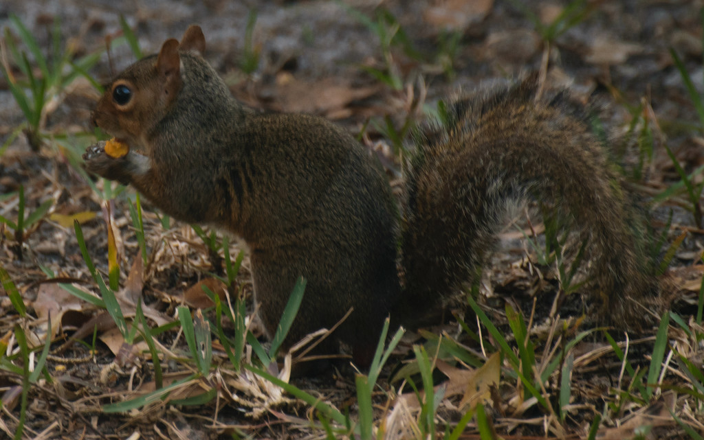 Squirrel eating acorn! by rickster549