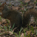 Squirrel eating acorn! by rickster549
