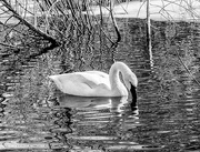 12th Feb 2016 - swan