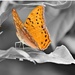 Male Cruiser Butterfly by leestevo