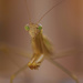 green eyed monster...or mantis by maree_sanderson