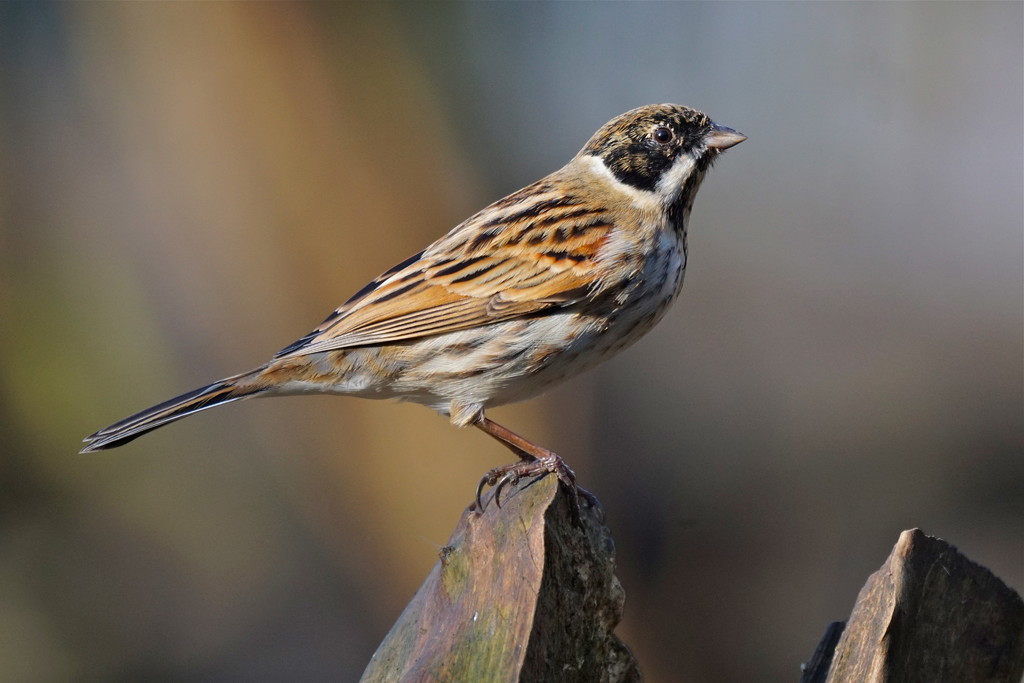 REED BUNTING by markp